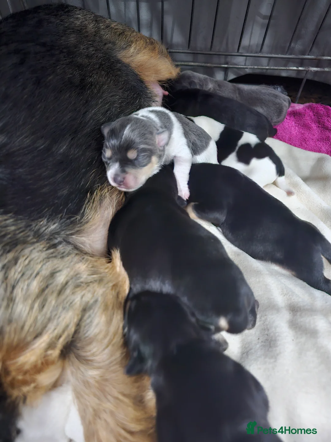 Jack Russell dogs for sale: 7 jack Russell puppies - Advert 8