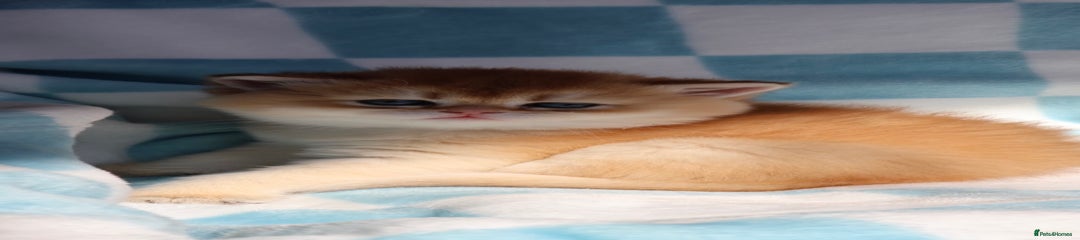 British Shorthair Kitten 2