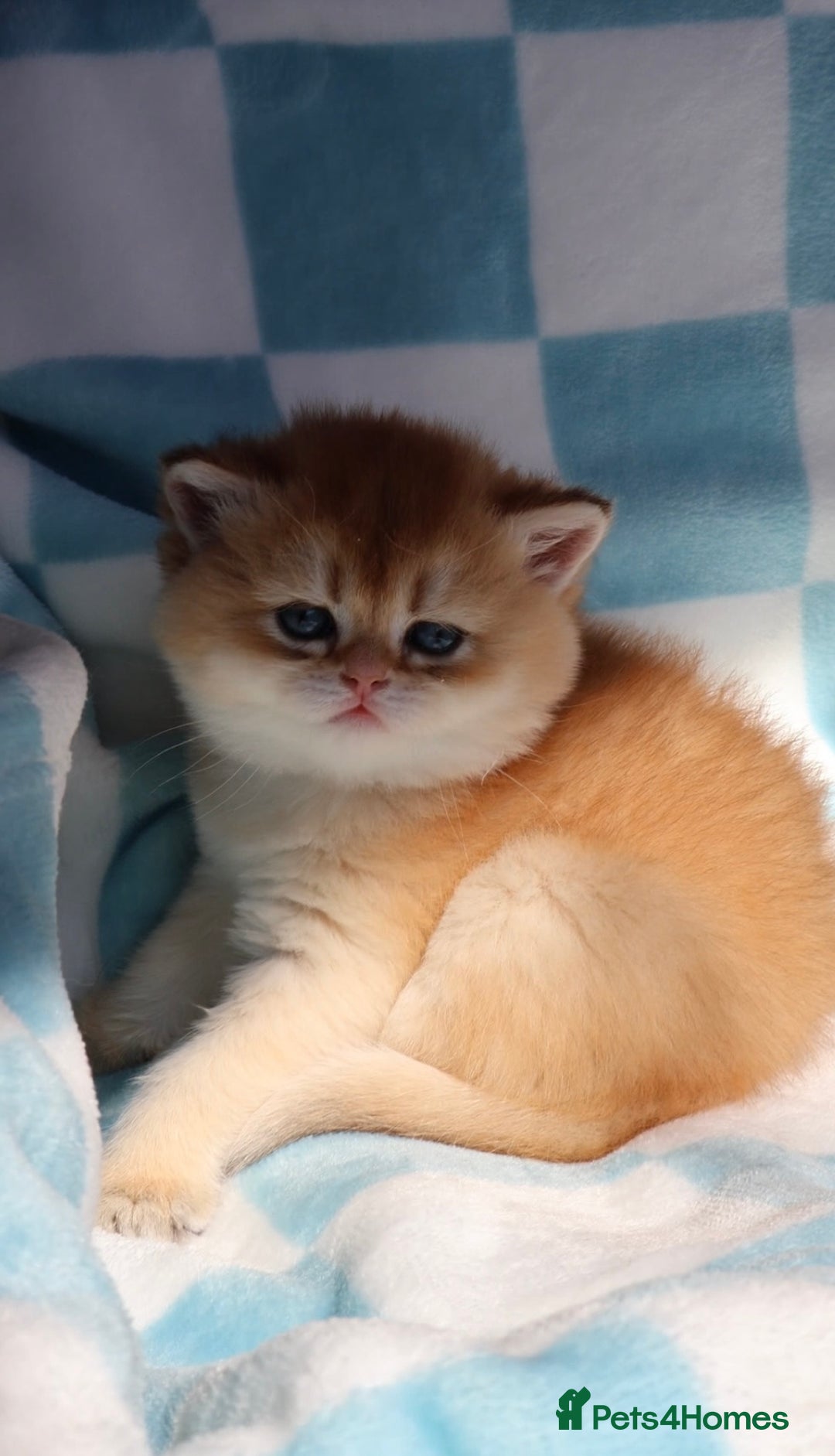 British Shorthair cats for sale: 🧿✨Exclusive Golden British Shorthair babies 🧿 - Advert 6