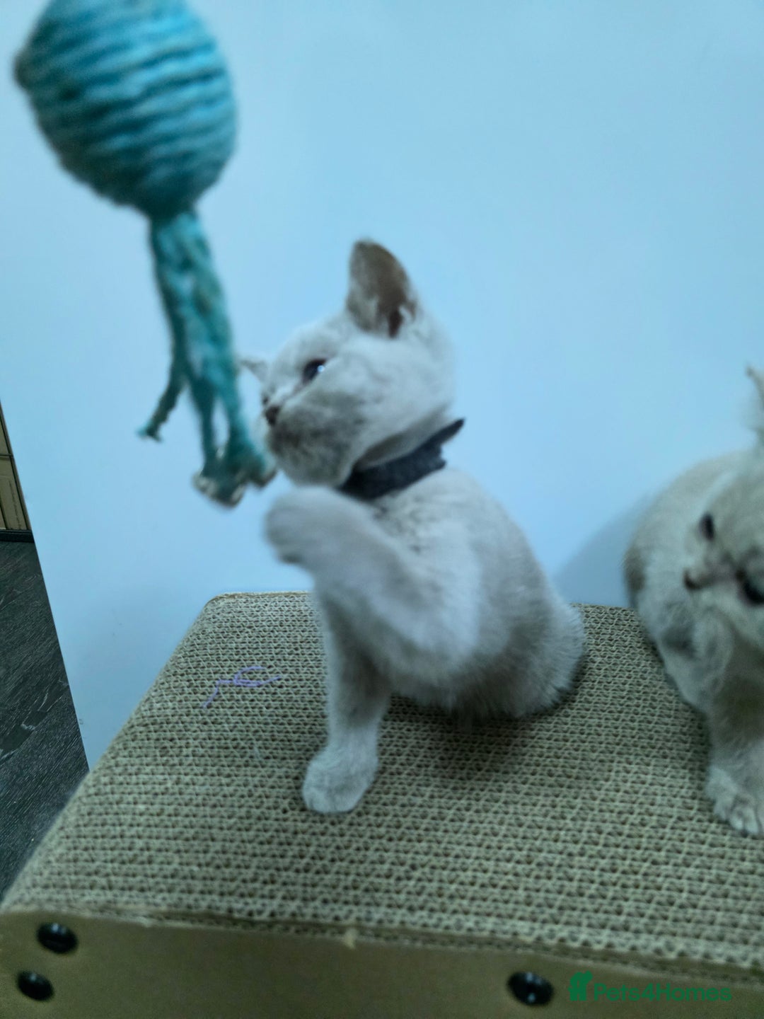British Shorthair cats for sale: Beautiful British shorthair kittens - Image 31
