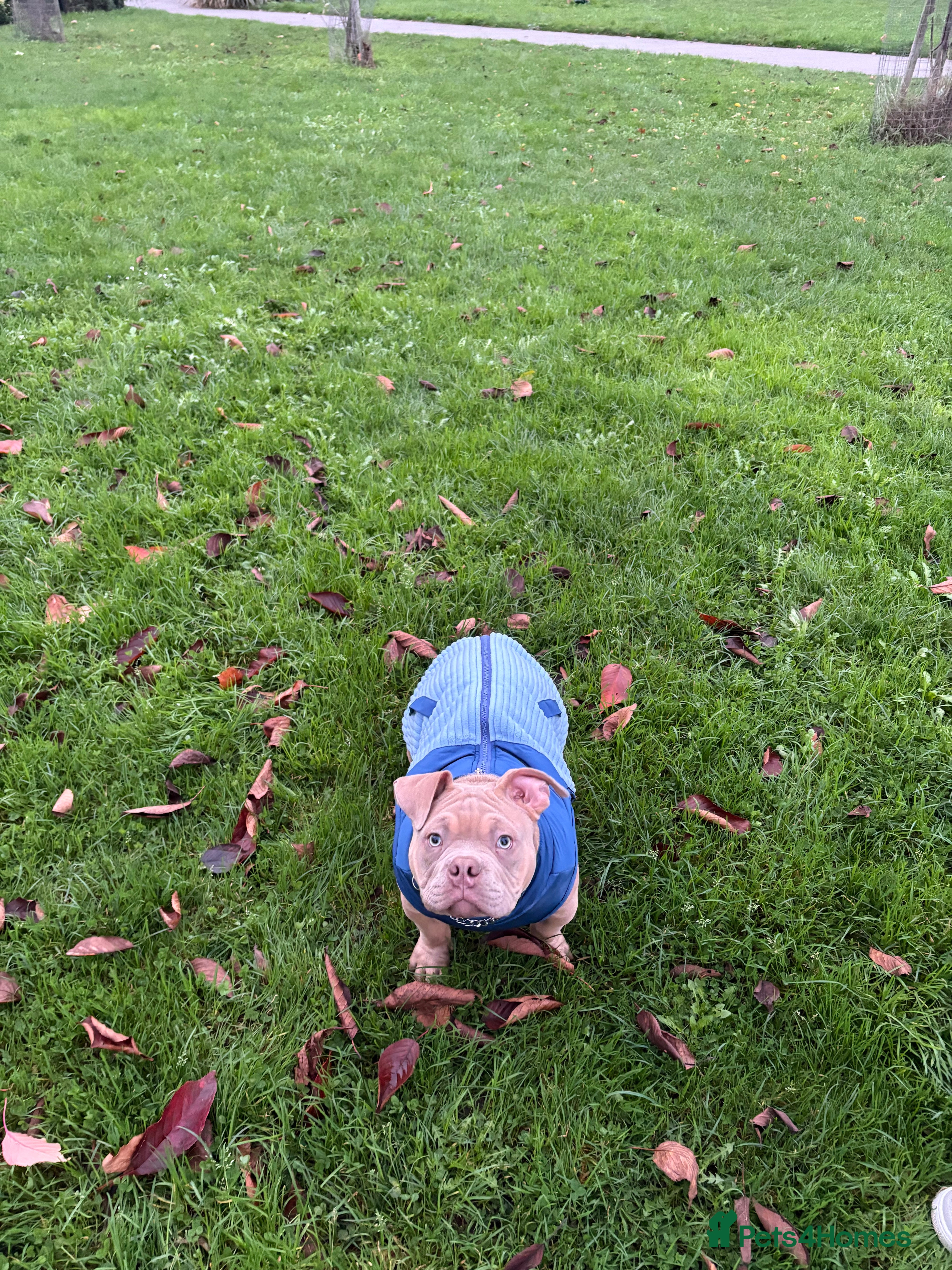 American Bully dogs Pocket American bully  - Advert 18