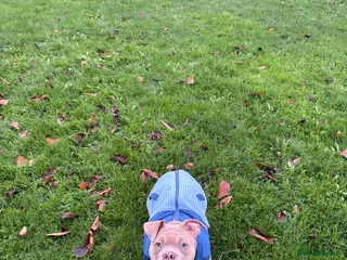 American Bully dogs Pocket American bully - Advert 18