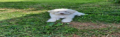 Poochon 1
