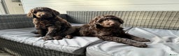 Labradoodle dogs for stud: F4 Standard Labradoodle (Fully Health Tested) in Milton Keynes - Advert 7