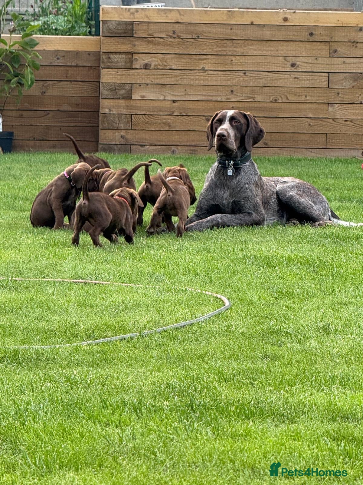 German Shorthaired Pointer dogs German pointer pups - Advert 3