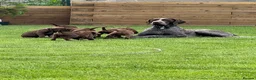 German Shorthaired Pointer dogs for sale: German pointer pups - Advert 1
