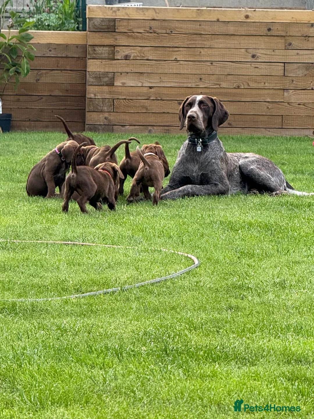 German Shorthaired Pointer dogs for sale: German pointer pups - Advert 1