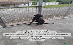Mixed Breed dogs for adoption: Circe, approx 1 yr old. Available for adoption. - Image 2