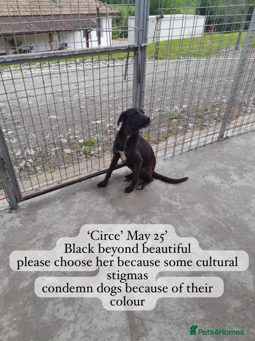 Mixed Breed dogs for adoption: Circe, approx 1 yr old. Available for adoption. - Image 2