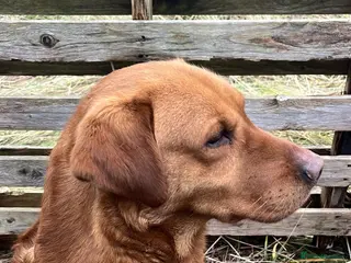 Labrador Retriever dogs Fox Red Labrador Stud (Proven) in Chelmsford - Advert 21