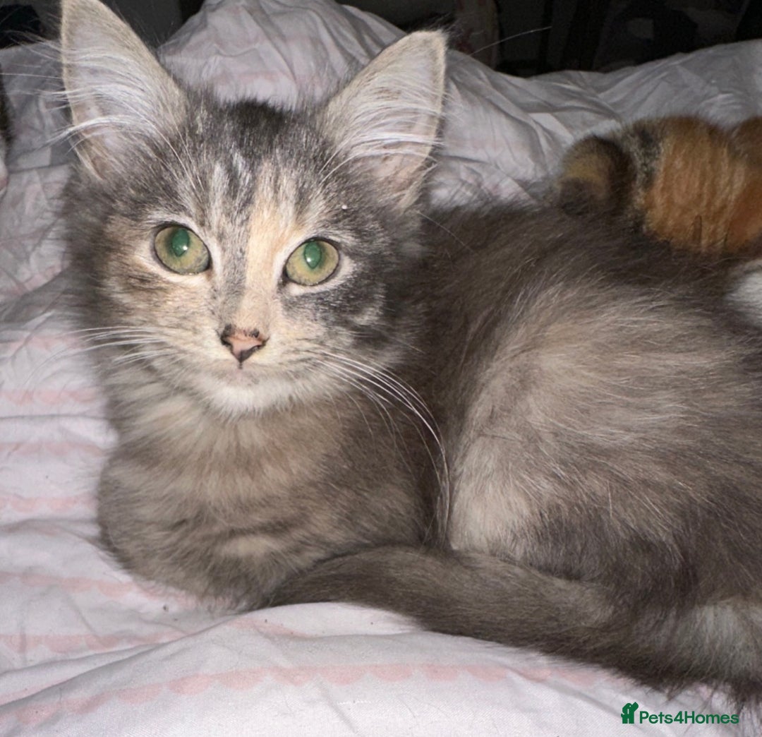 Mixed Breed cats for sale: 3 Stunning female kittens ready for their new home - Advert 4
