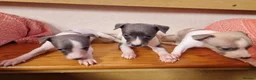 Whippet dogs for sale: Kc registered whippets - Advert 8