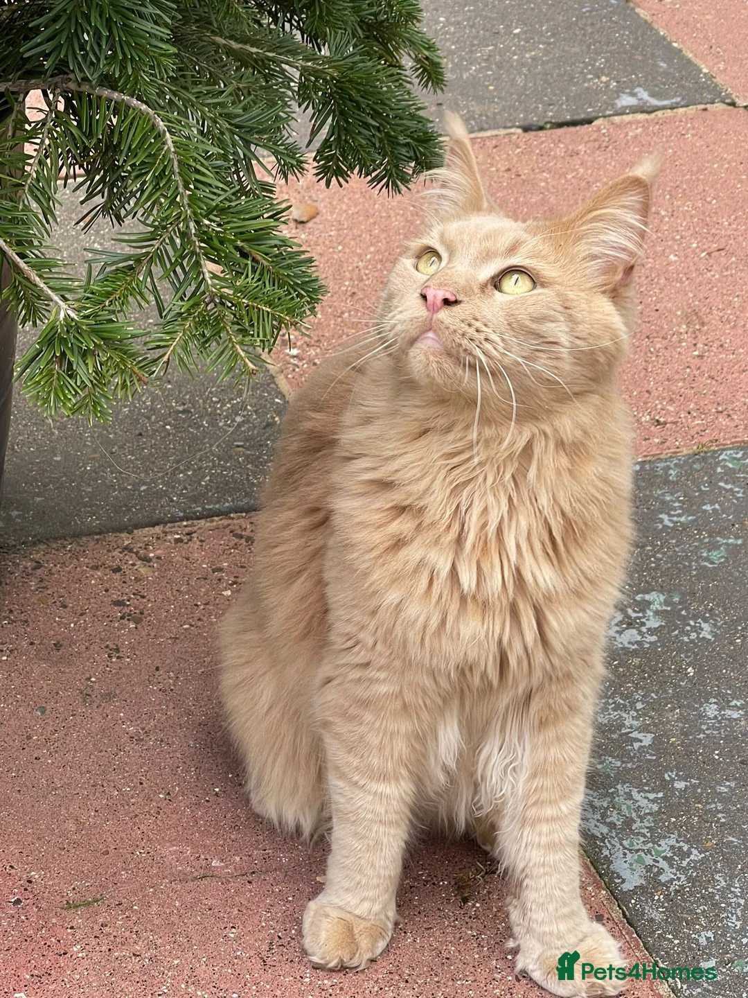 Maine Coon cats for sale: Cat for sale - Advert 4