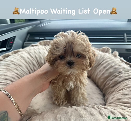 Maltipoo dogs - Advert 2