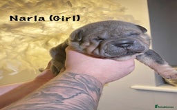 Shar Pei dogs for sale: Stunning Sharpei pups  - Image 7