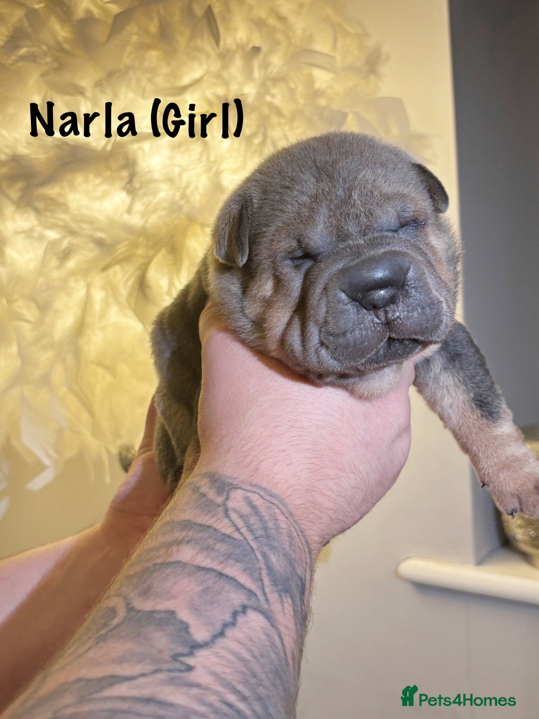 Shar Pei dogs for sale: Stunning Sharpei pups  - Image 7