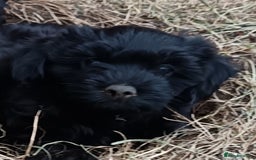 Mixed Breed dogs for sale: Pomapoo puppies  - Image 3