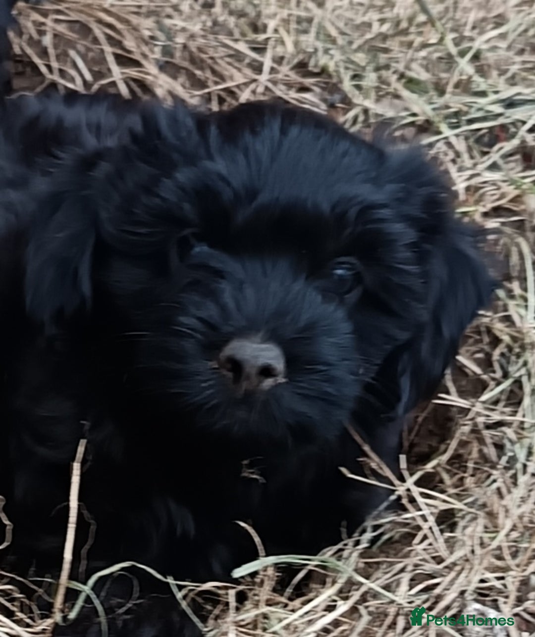 Mixed Breed dogs for sale: Pomapoo puppies  - Image 3