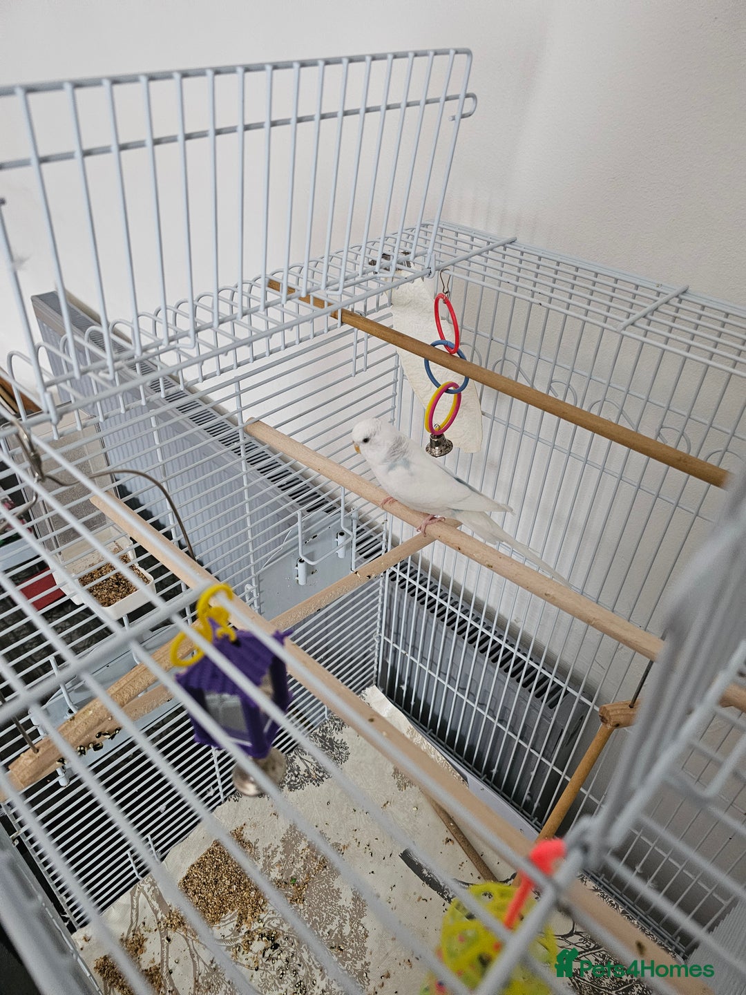 Budgerigars birds for sale: Young Female Budgie with large cage & accessories - Image 4