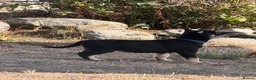 Australian Kelpie dogs for sale: Pure Bred Kelpie pups - Advert 16