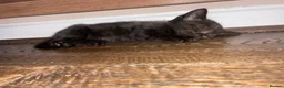 Mixed Breed cats for sale: Grey Kittens - Advert 4