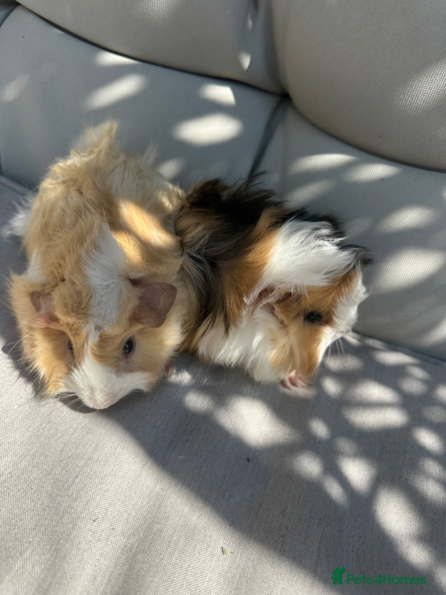 Guinea Pig rodents for sale: Very handsome male guinea pigs. - Advert 1