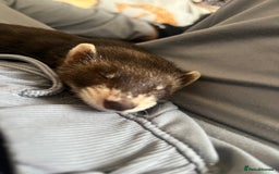Ferret rodents for sale: Beautiful ferret  - Image 2