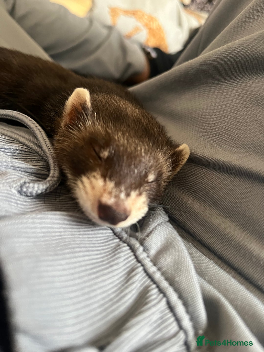 Ferret rodents for sale: Beautiful ferret  - Image 2