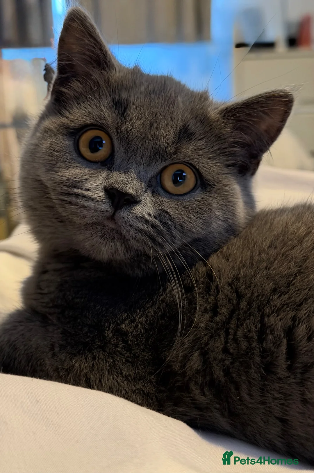 British Shorthair cats for sale: British shorthair  - Advert 4