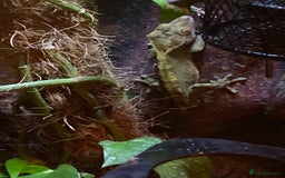 Gecko reptiles for sale: Crested gecko  - Image 2
