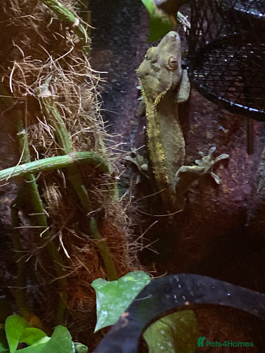 Gecko reptiles for sale: Crested gecko  - Image 2