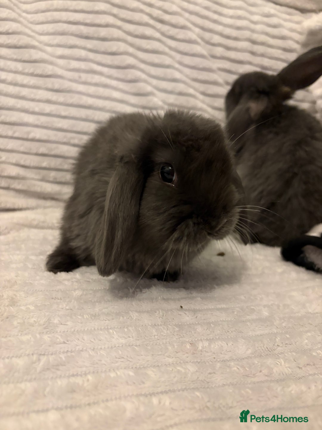Mini Lop rabbits for sale: Lovely little mini lop baby bunny rabbits - Advert 14