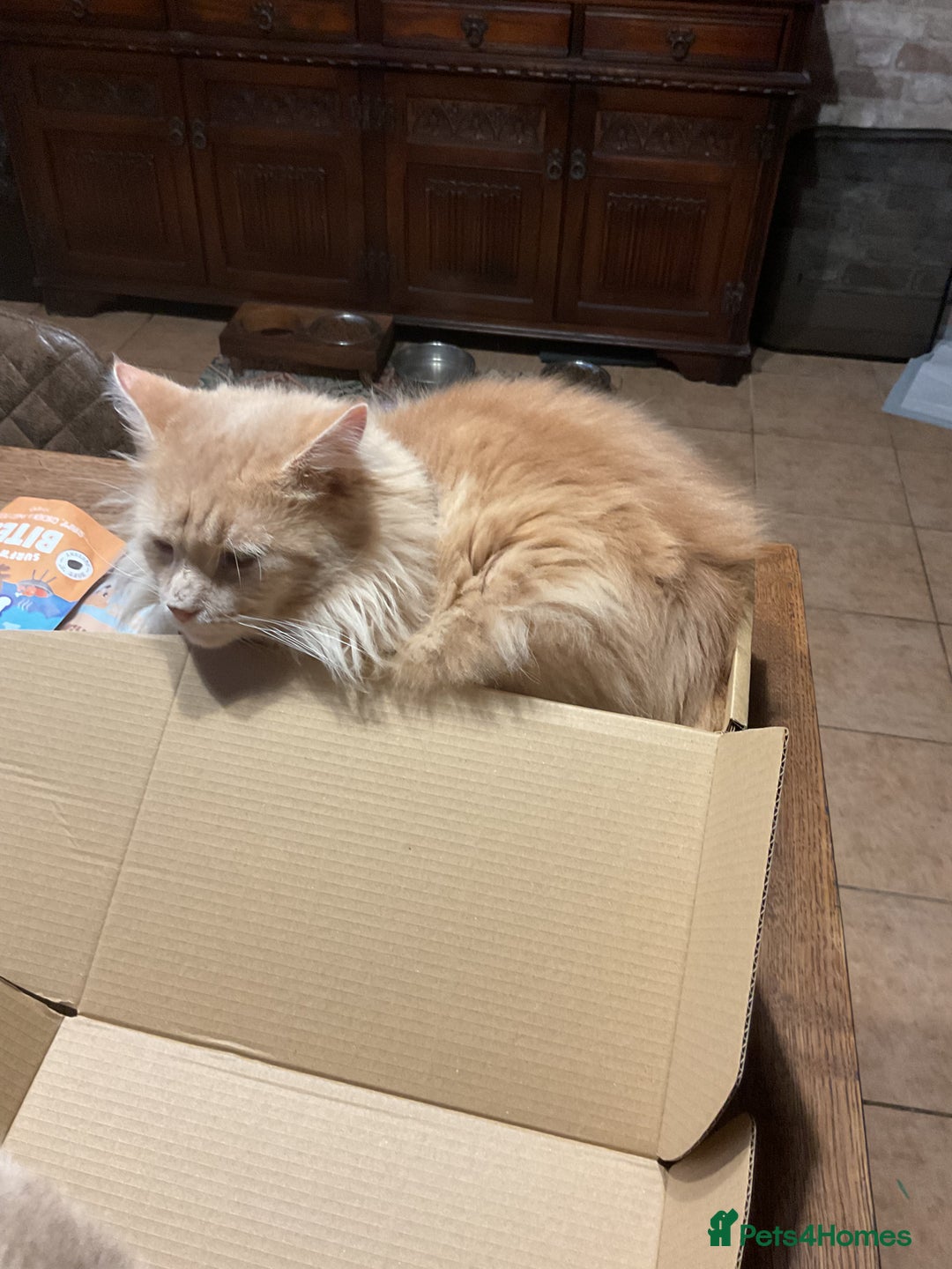 Maine Coon cats for sale: Very sad sale of Maine Coon & Siamese - Image 6