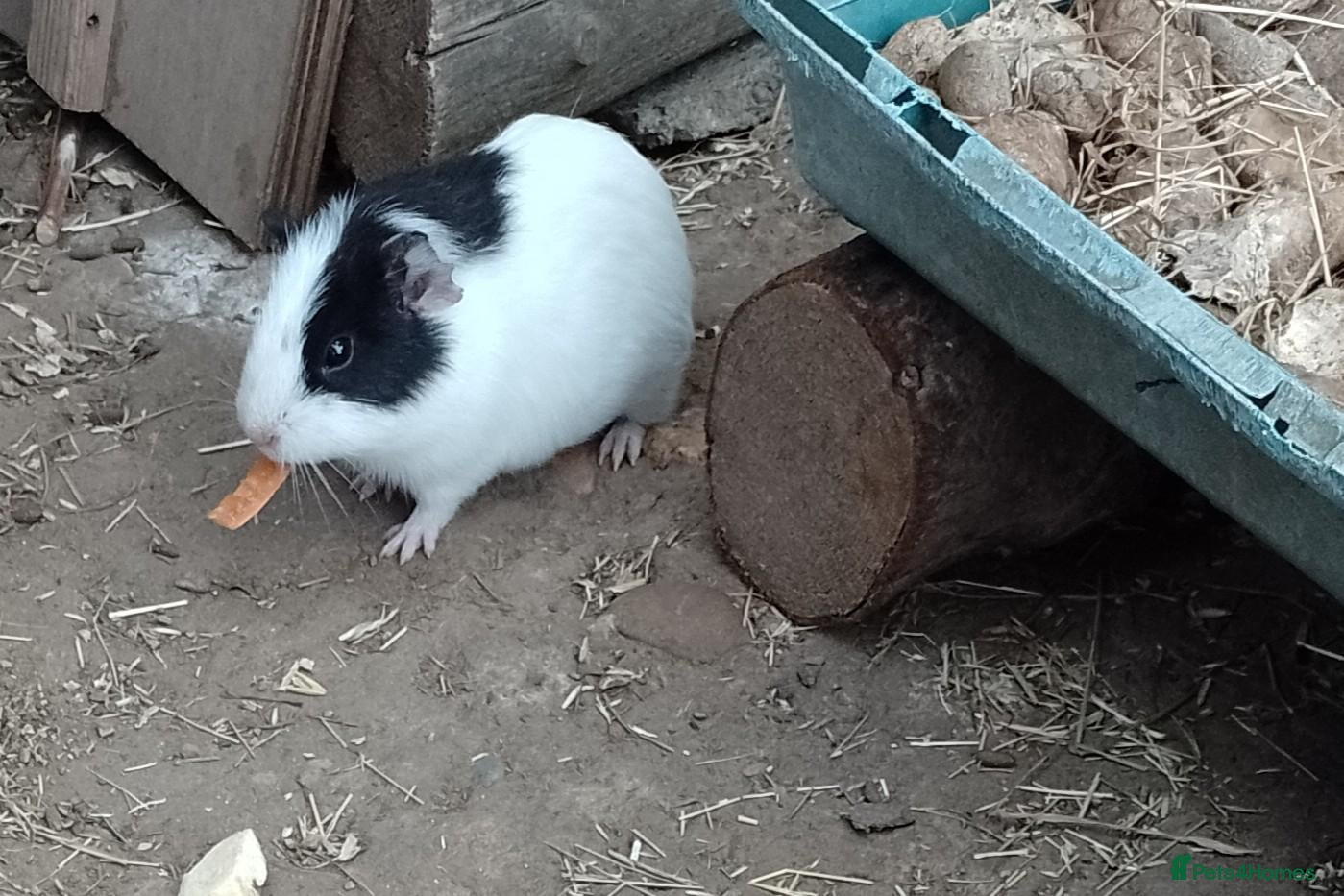 Guinea Pig rodents Male guinea pig 11 weeks old - Advert 20