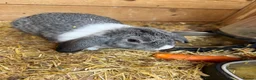 Mini Lion Lop rabbits for sale: Baby Rabbits for sale  - Advert 11