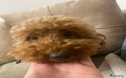 Miniature Poodle dogs for sale: Beautiful flower girl& Bertie boy , need a loving  - Image 2