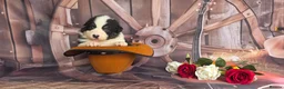 Australian Shepherd dogs for sale: Australian shepherds  - Advert 18