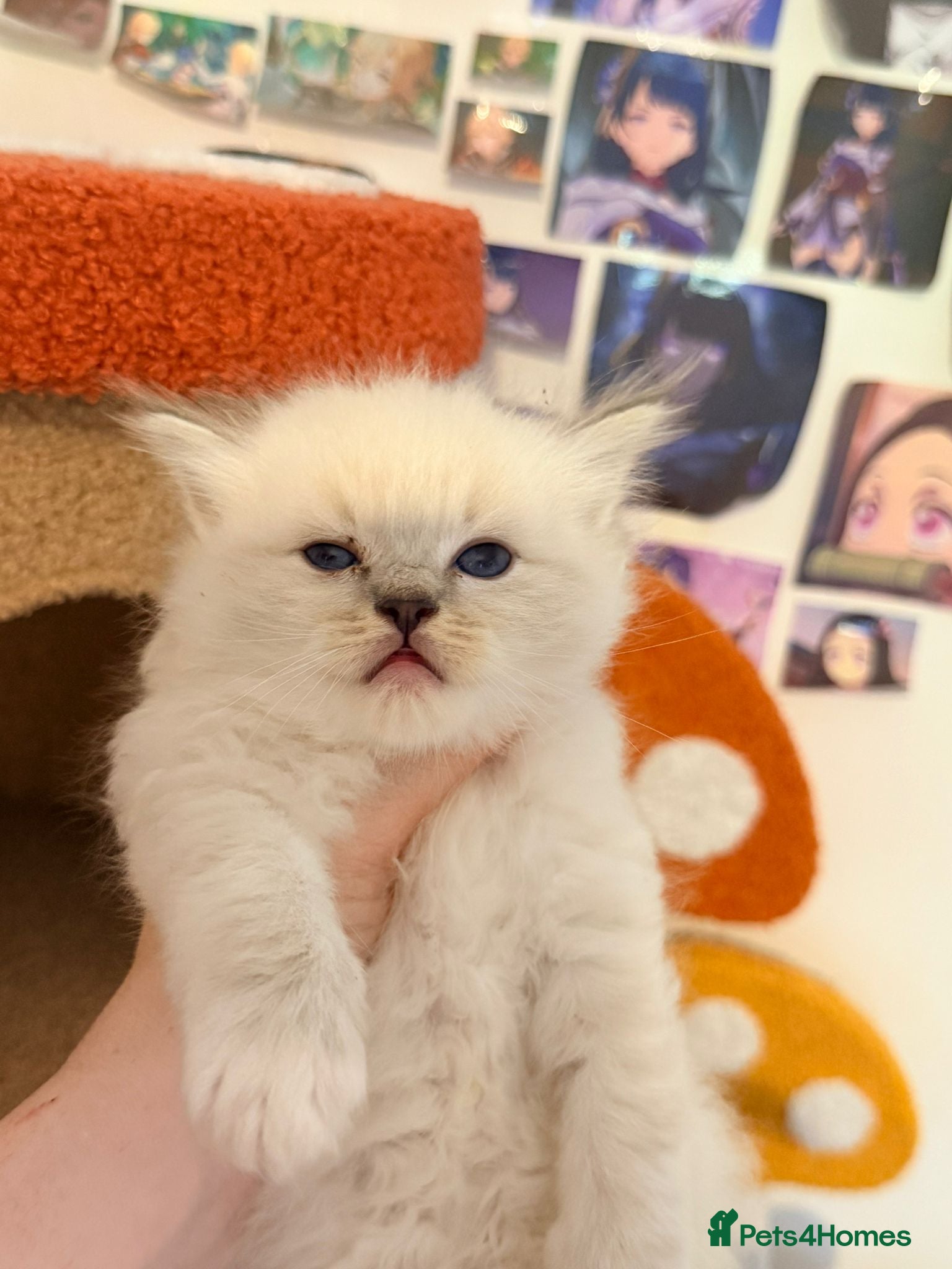 Ragdoll cats Pure tica reg ragdoll kittens  - Advert 18