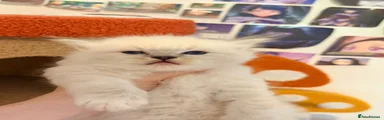 Ragdoll Kitten 1