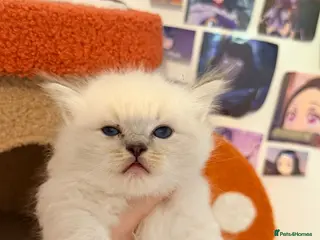 Ragdoll cats Pure tica reg ragdoll kittens - Advert 18