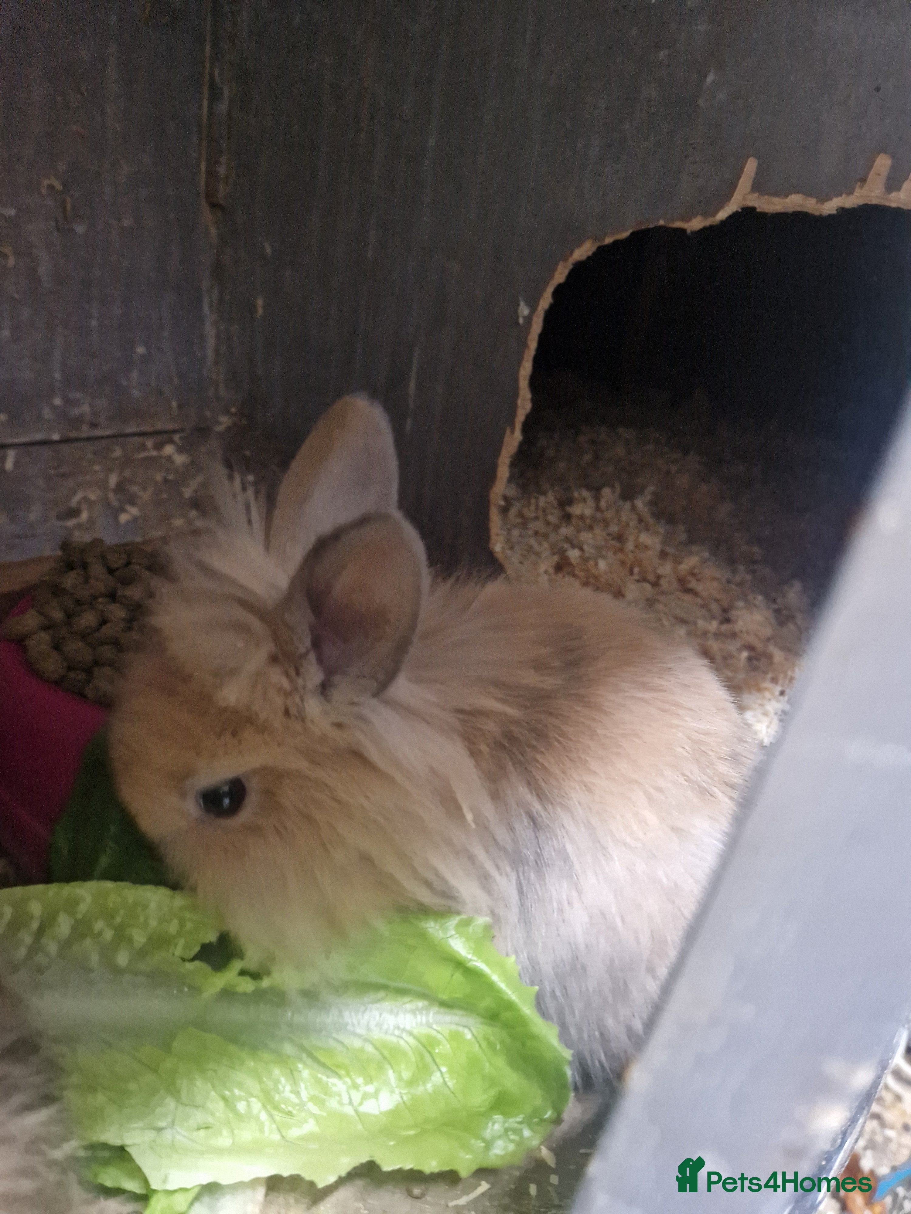 Lionhead rabbits Lionhead baby rabbits - Advert 2