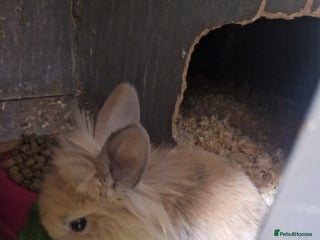 Lionhead rabbits Lionhead baby rabbits - Advert 3