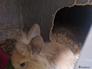 Lionhead rabbits Lionhead baby rabbits - Advert 1