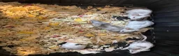 Mouse rodents for sale: Fancy mice  in Brighouse - Advert 4