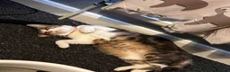 Domestic Shorthair cats for sale: Female kitten - Advert 7