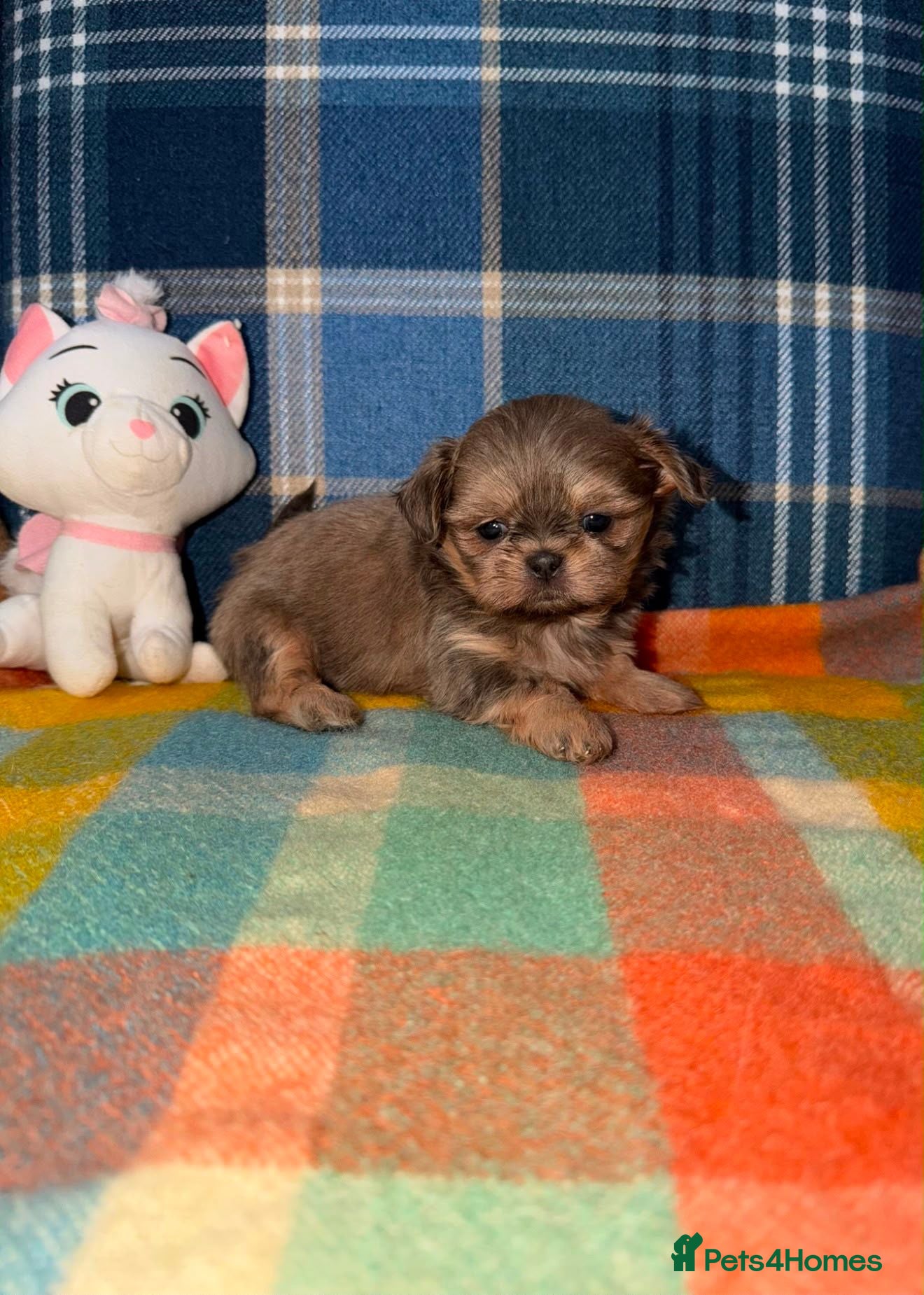 Shih Tzu dogs Stunning KC Shih Tzu Puppies  - Advert 2