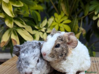 Guinea Pig rodents Teddy Babies - Advert 16