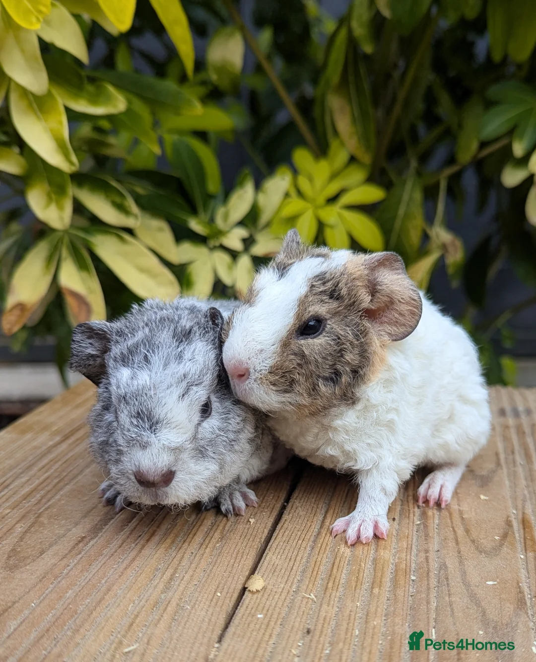 Guinea Pig rodents for sale: Teddy Babies - Advert 1