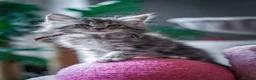 Maine Coon cats for sale:  Chunky full Maine coon kittens ready now   £795 - Advert 27