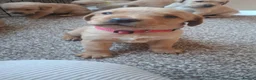 Labrador Retriever dogs for sale: Beautiful yellow labrador puppies  - Advert 19